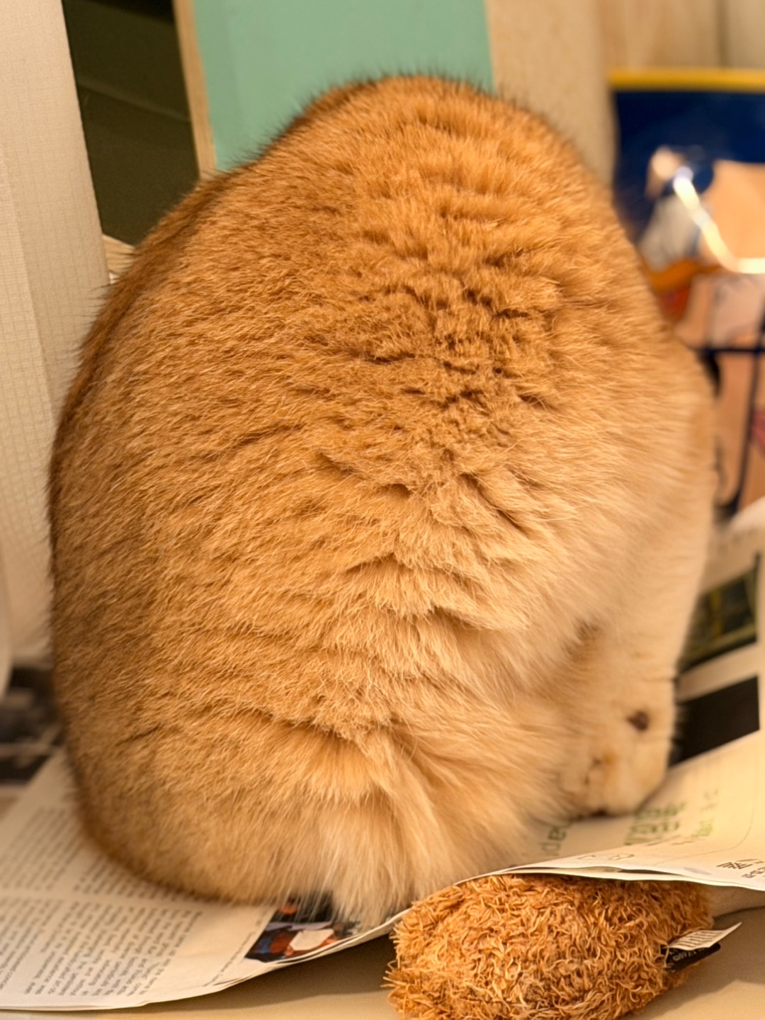 发现了一颗🥚好大的蛋