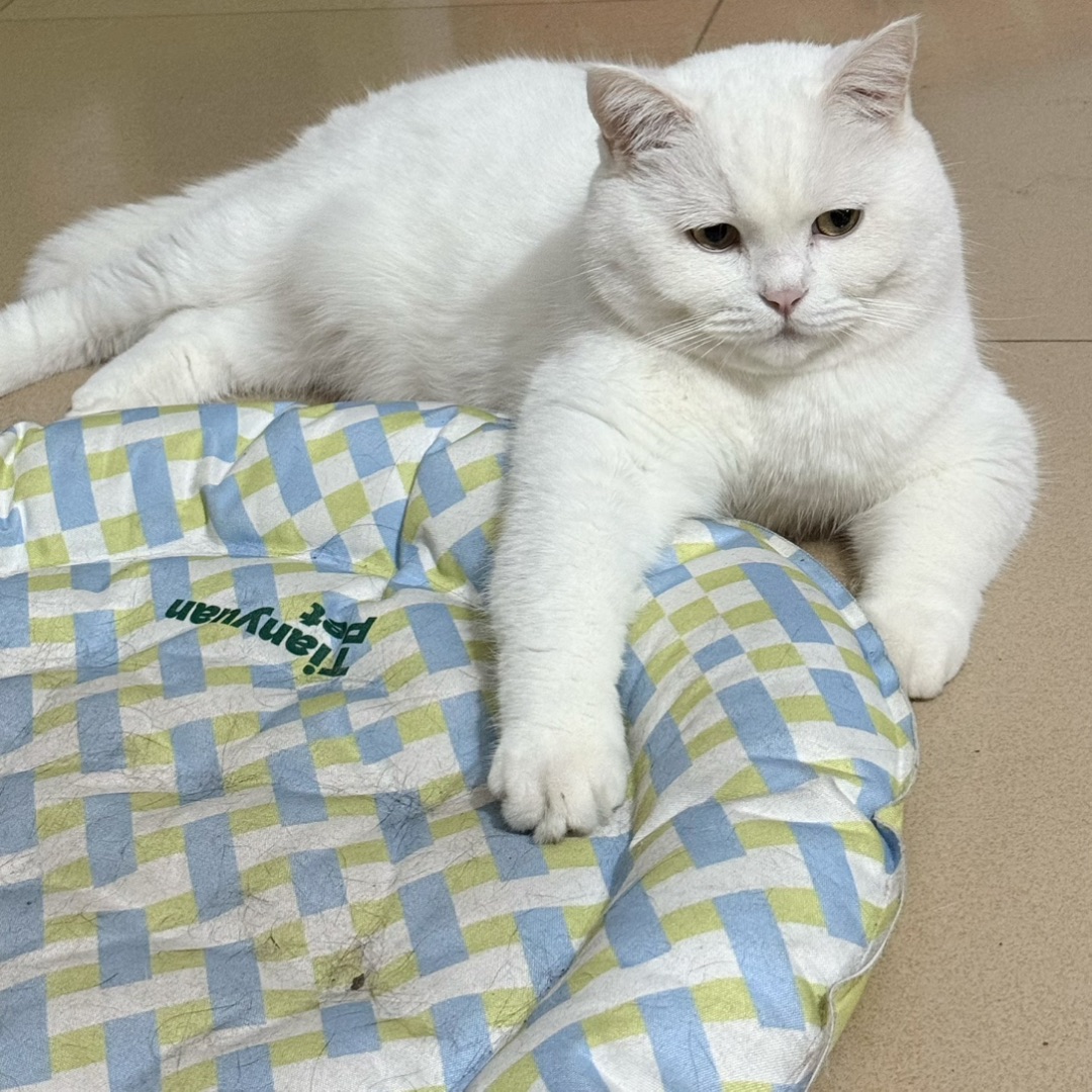 🐱元宝的摆烂日常