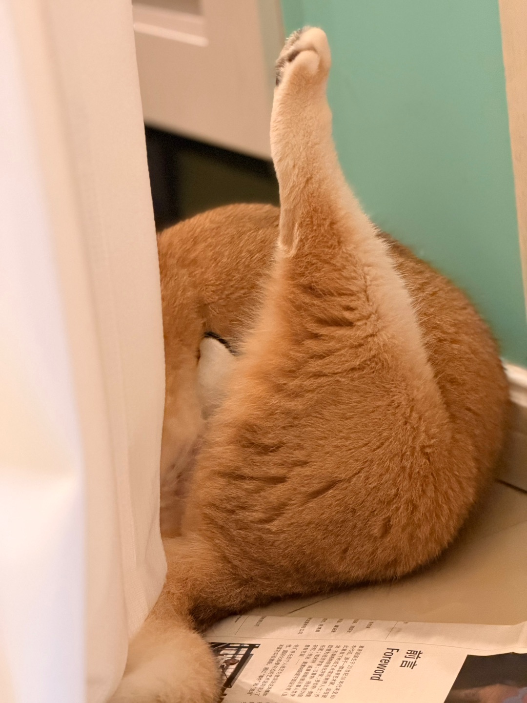 大型鸡腿🍗现场