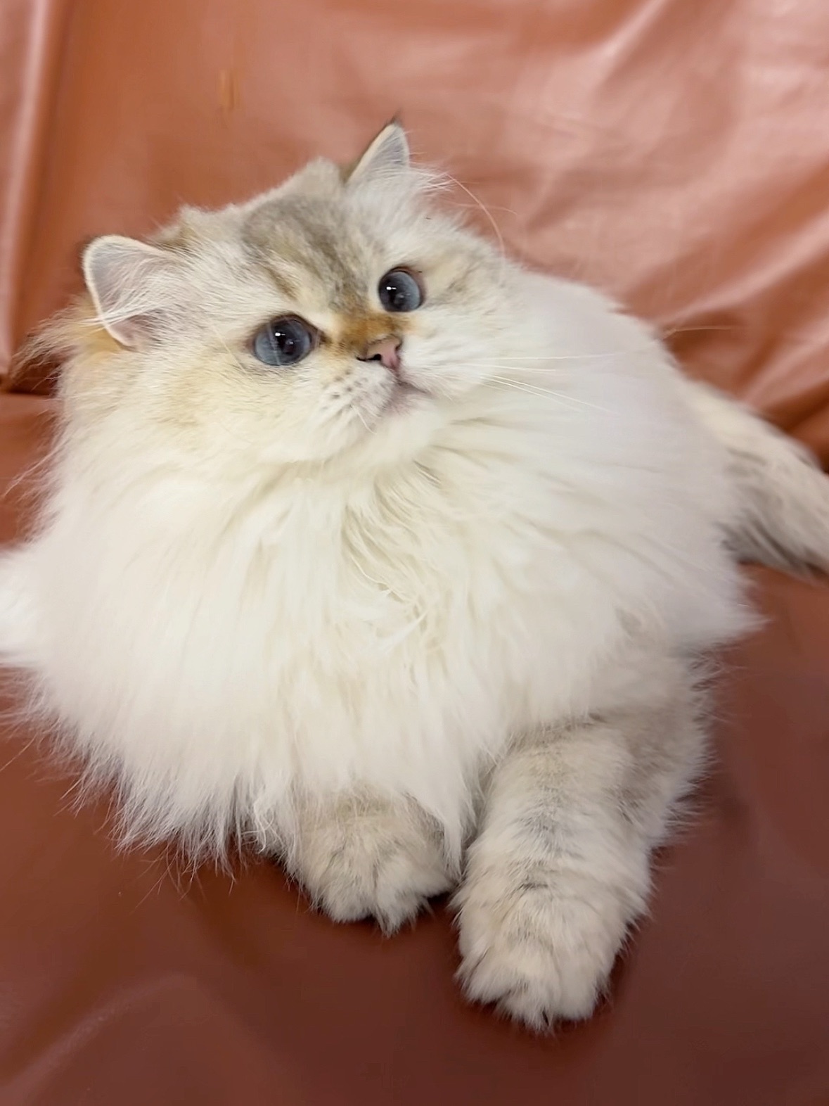 怎么都说我是臭脚小猫啊！