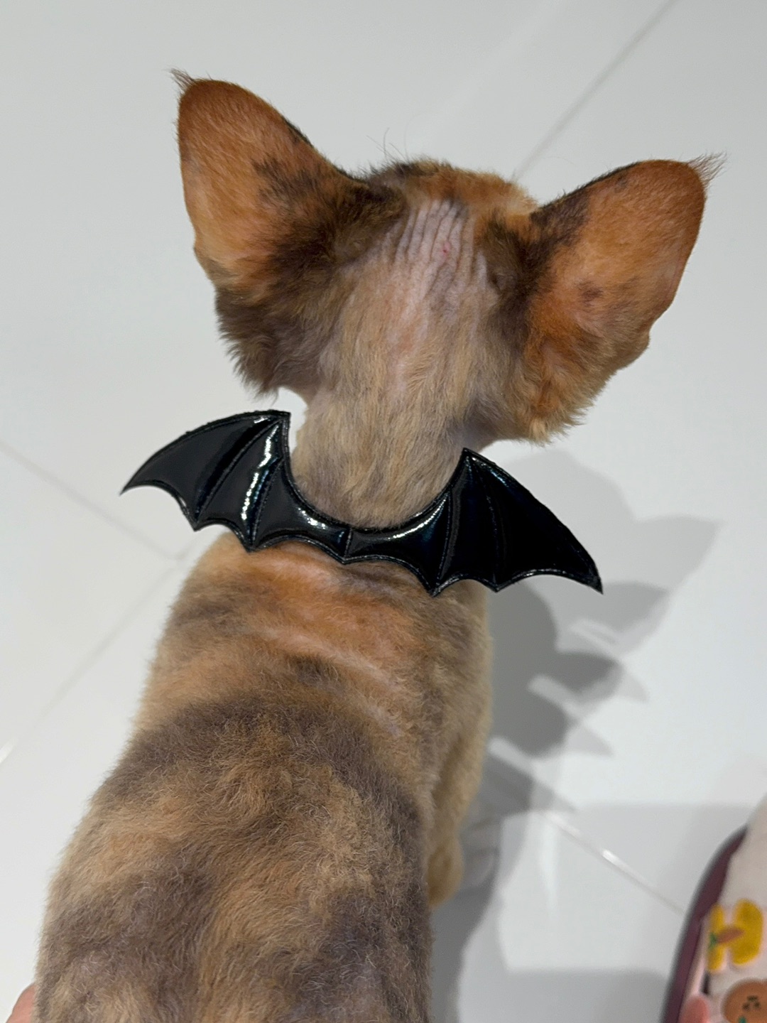 蝙蝠小猫🐈