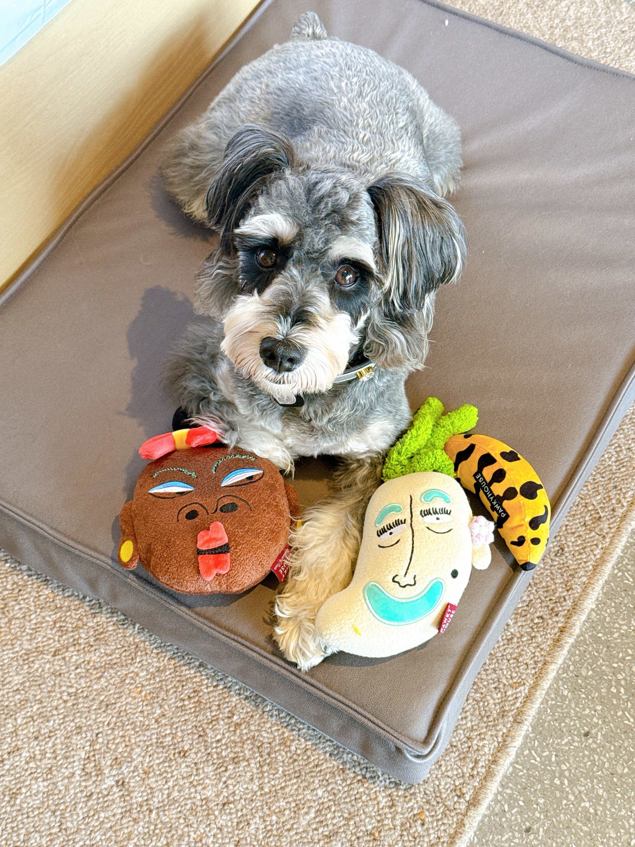 小狗：越丑我越喜欢