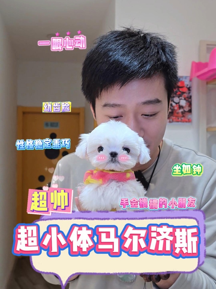 这只幼齿脸马尔济斯弟弟，简直是可爱本体🐶