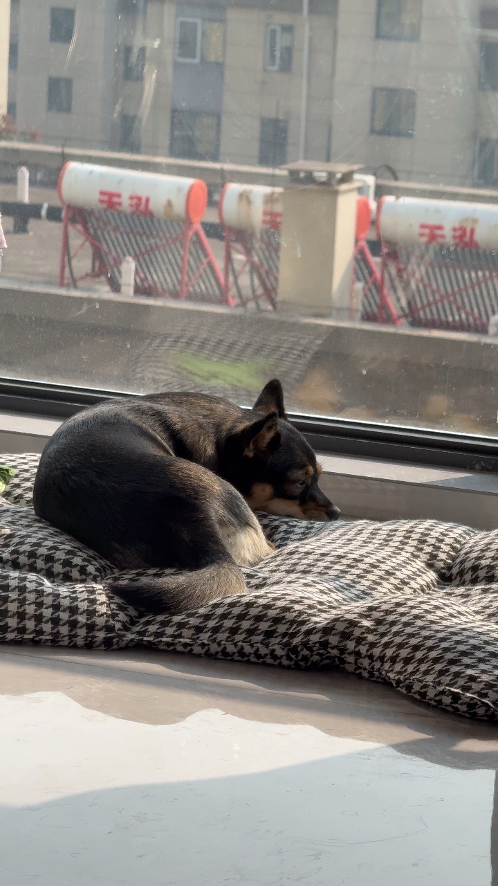 沐浴冬日暖阳的🐶