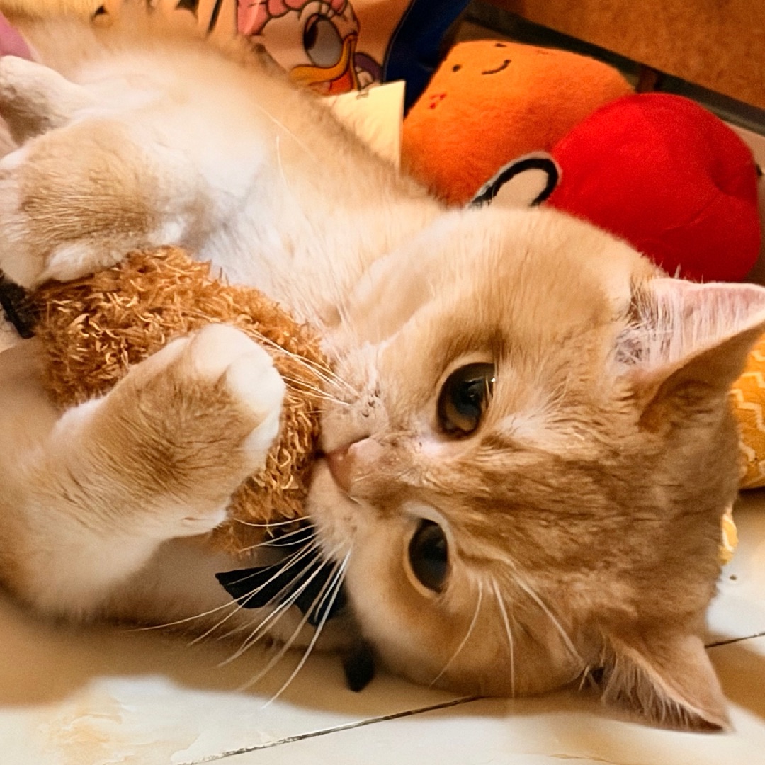 炸鸡🍗我最爱😍