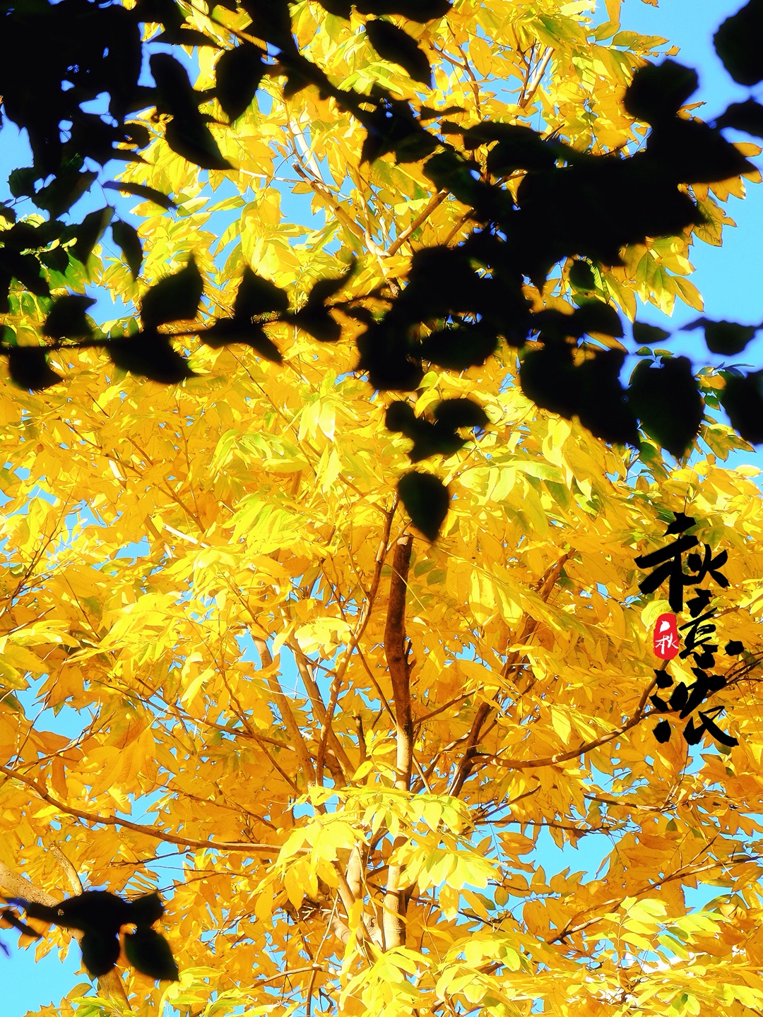 日常·随手拍｜一棵树就是一场盛大的秋天