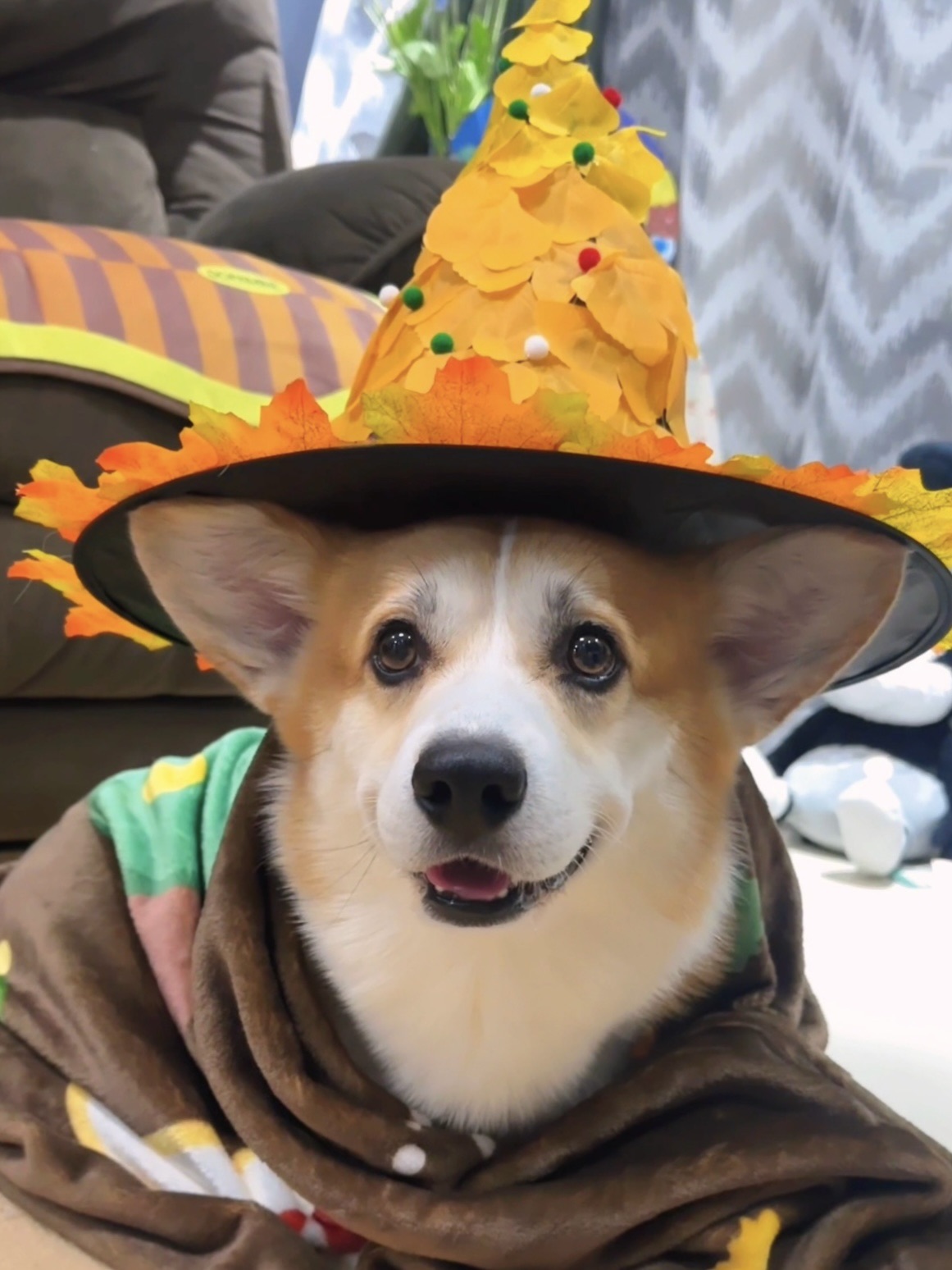 我的小狗也必须有落叶魔法帽！🍂