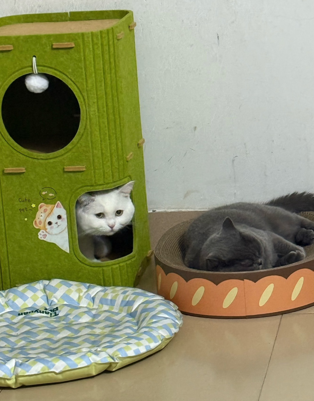 猫窝争夺战？不存在的🤣