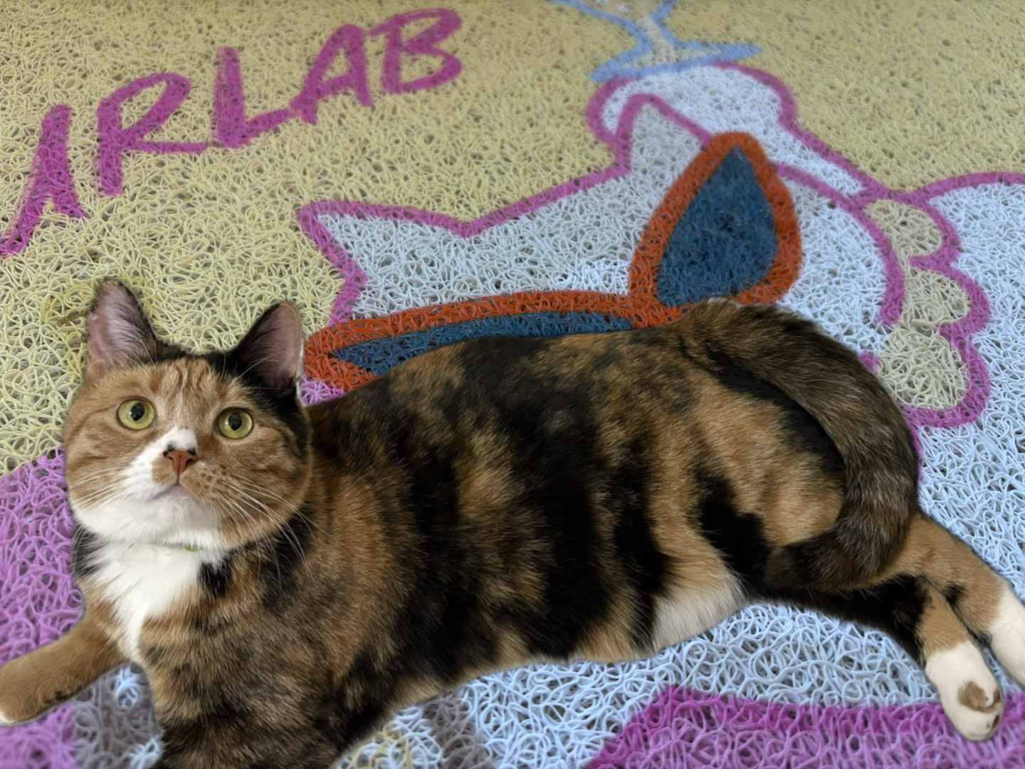 噗扑实验室猫砂垫子