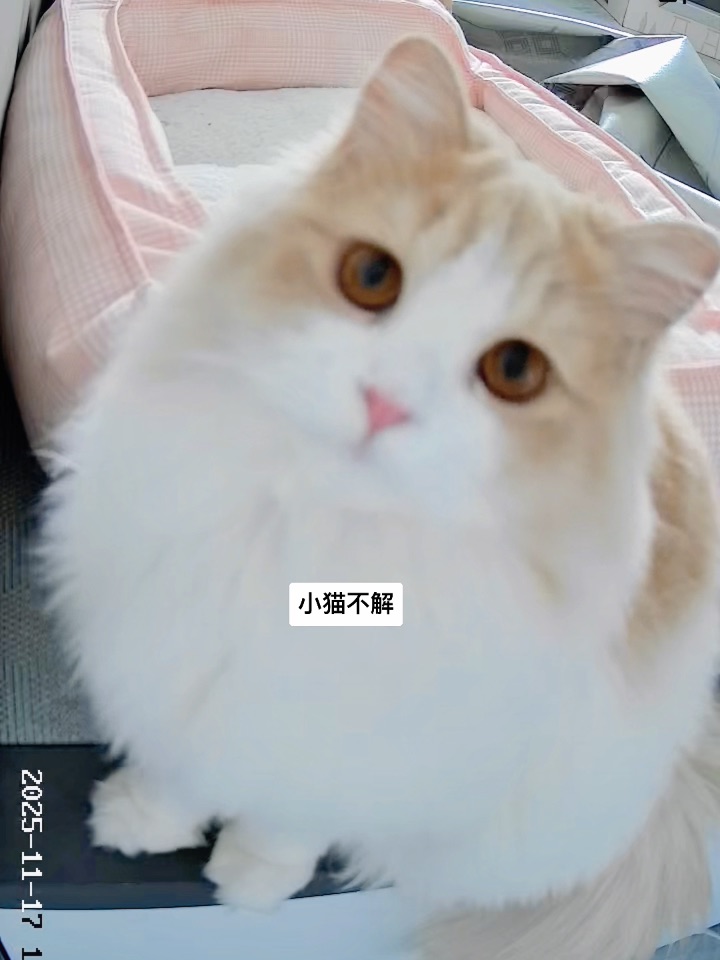 就这样看着你👀