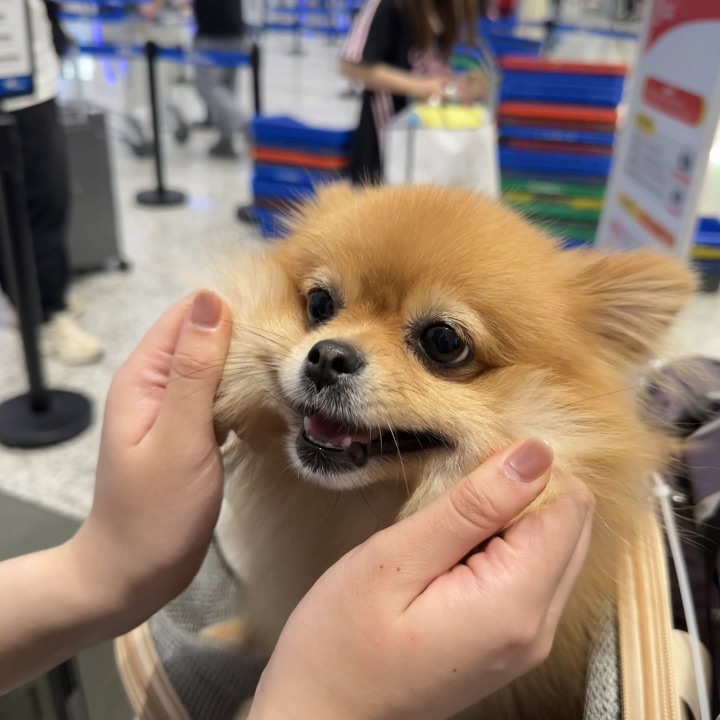 扯小狗的脸是世界上最治愈的事