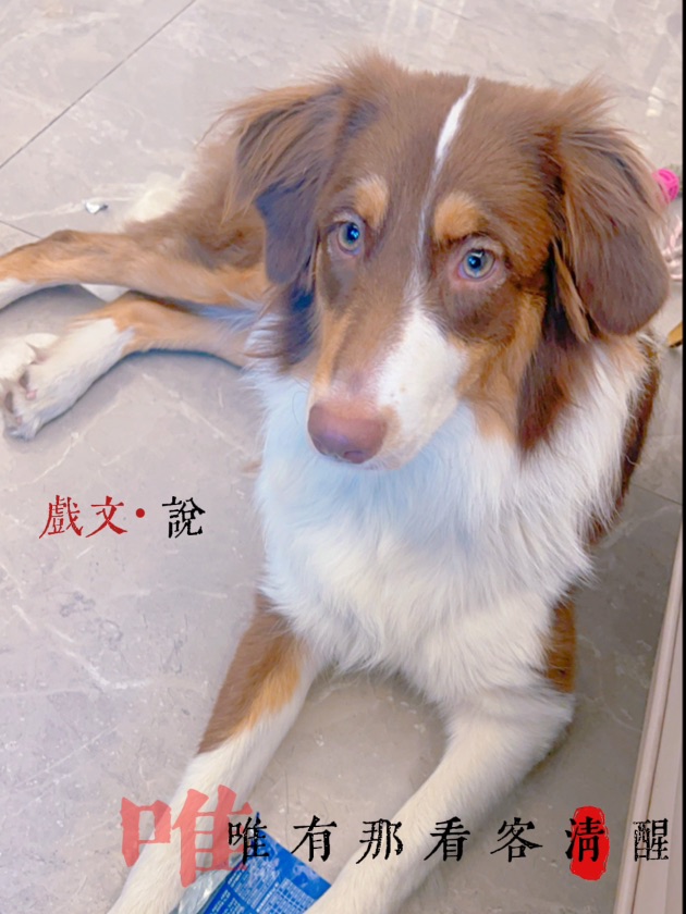 小狗着实美丽。