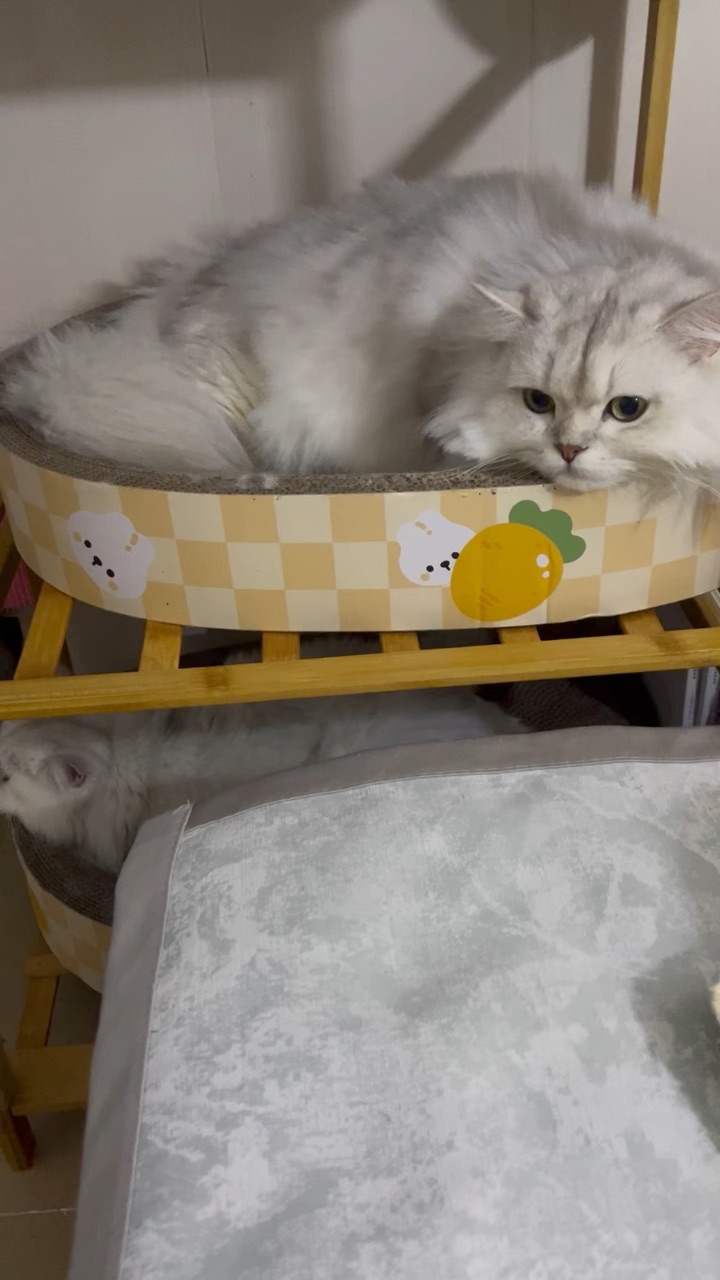 今天不给拍了🤭