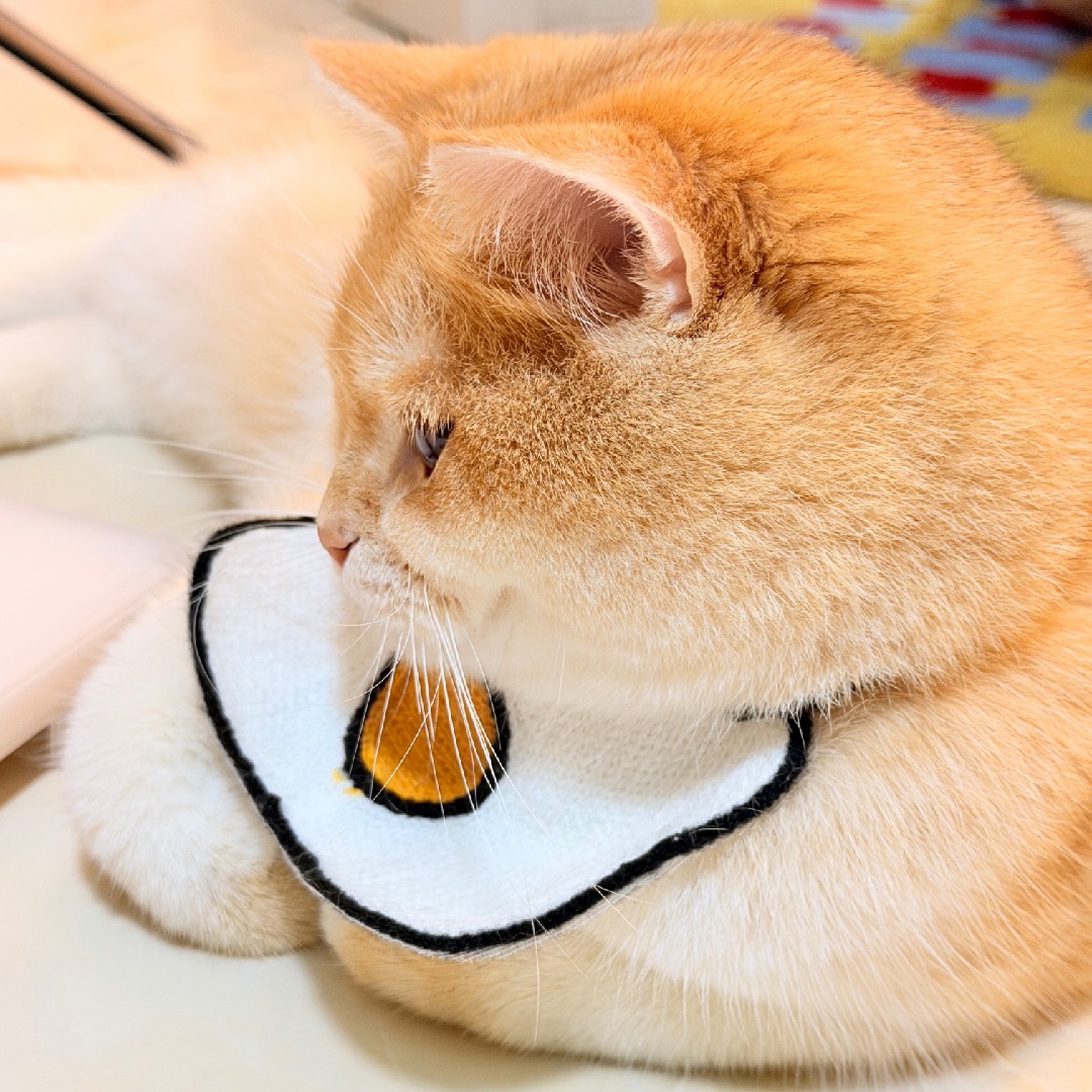 chuai揣手～ 去哪我都要揣揣手