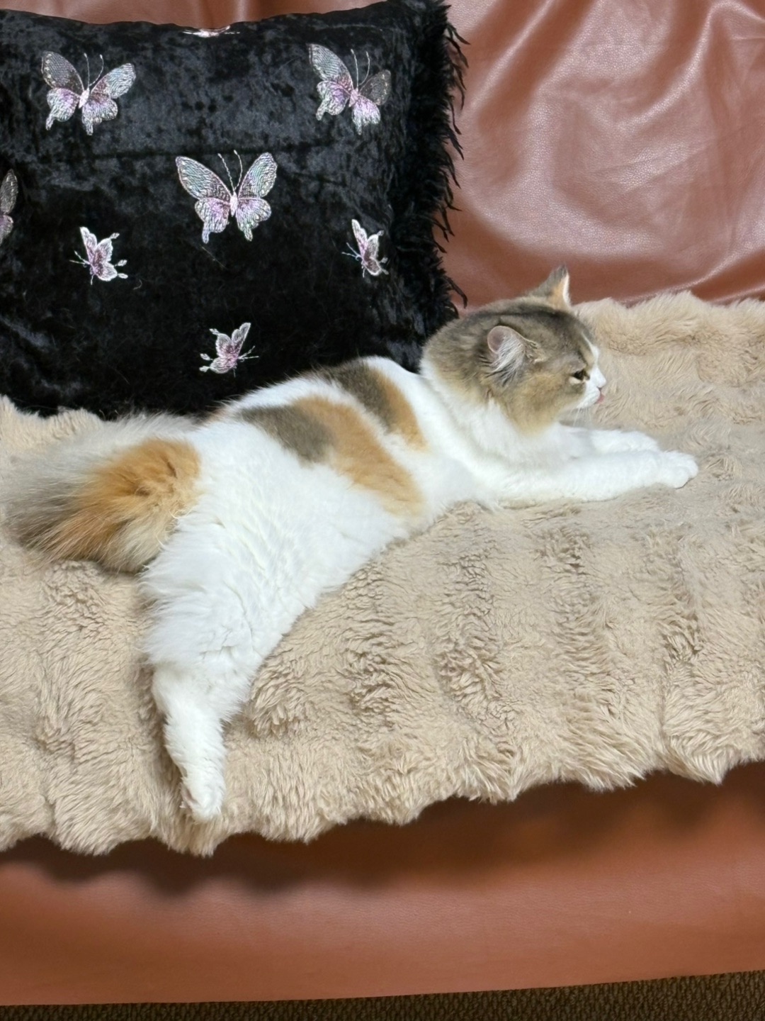 当我劳动一天回到家，我的小猫却刚睡醒…