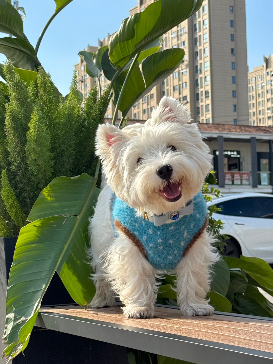 冬日小狗暖绒绒⛄️