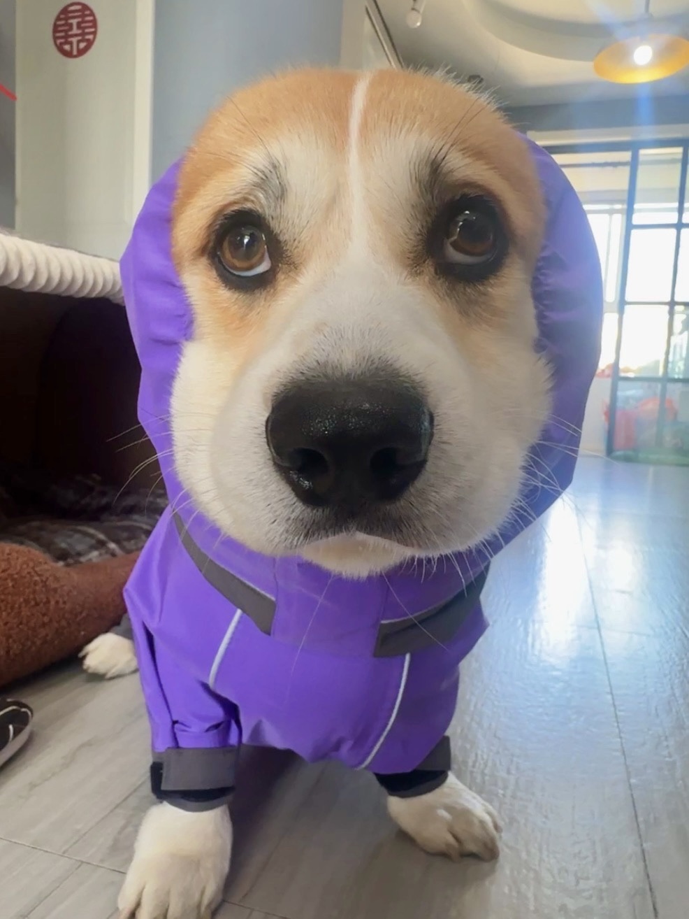 宝宝 你怎么那么呆？