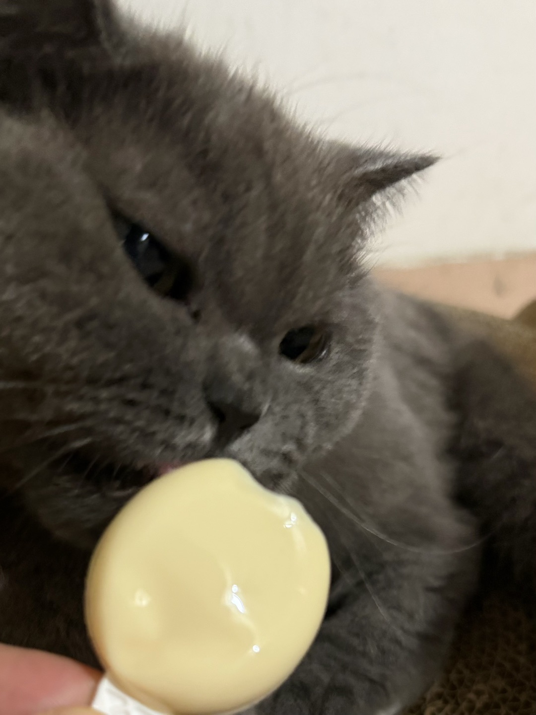 测评 | 海洋之星奶酪棒🧀