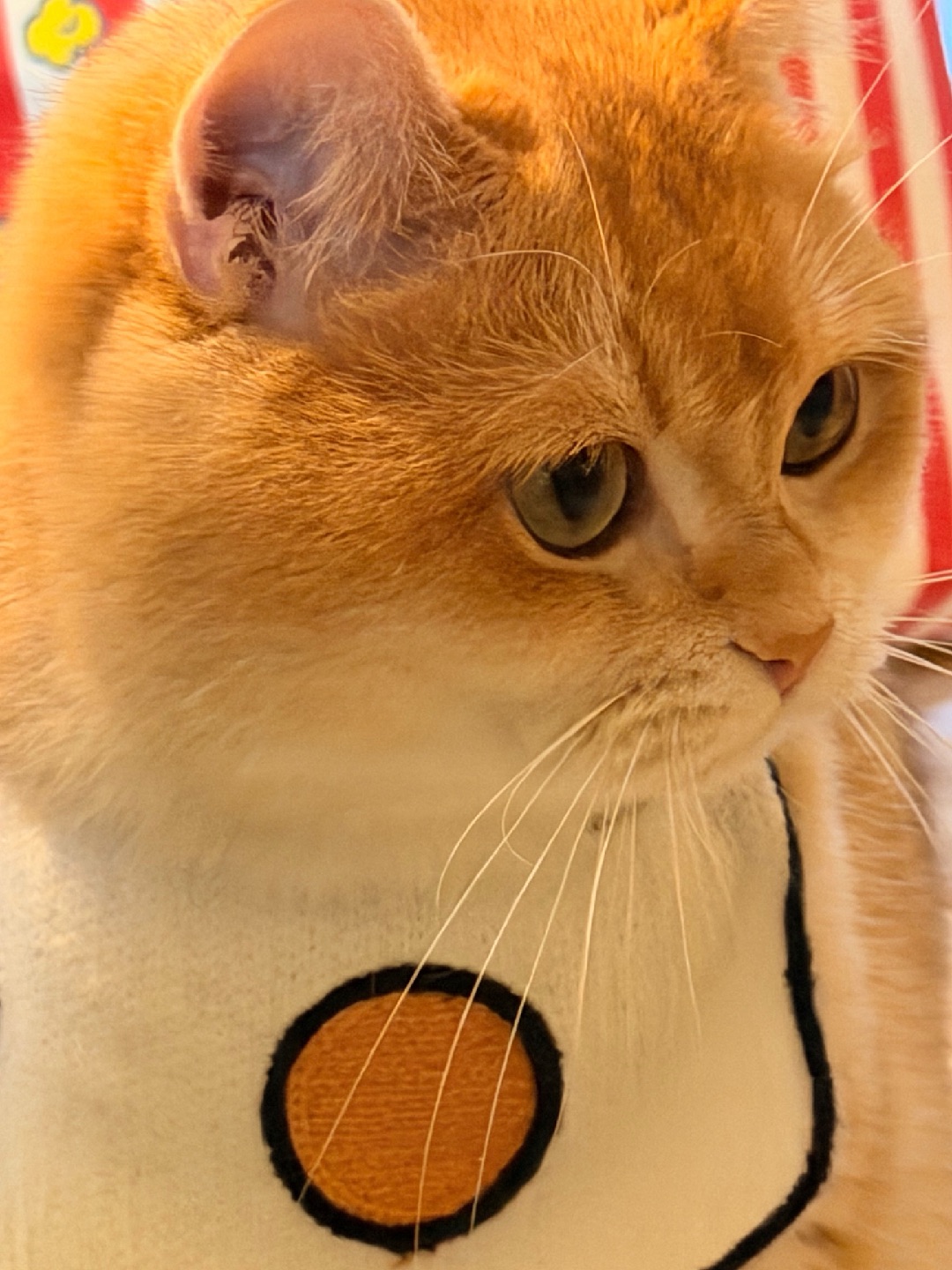 大脸猫😻大脸猫爱吃🐟