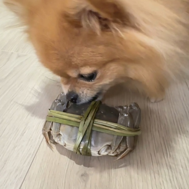 螃蟹到底有啥好吃的 不懂人类！