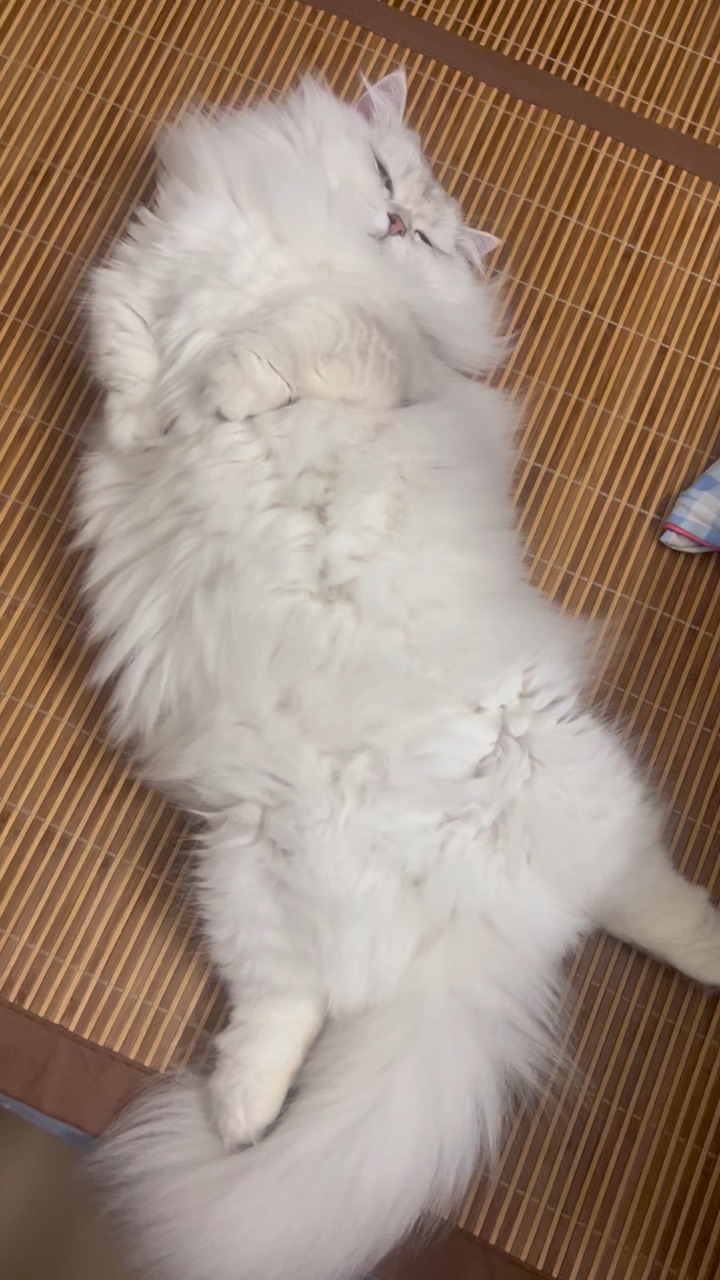 哈哈哈哈风扇给我打开，你走吧