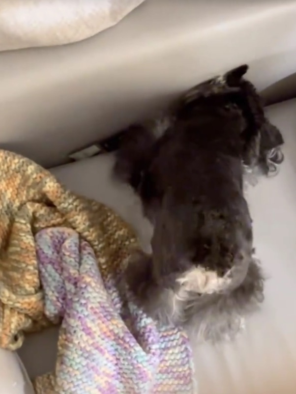 连屁股都在努力