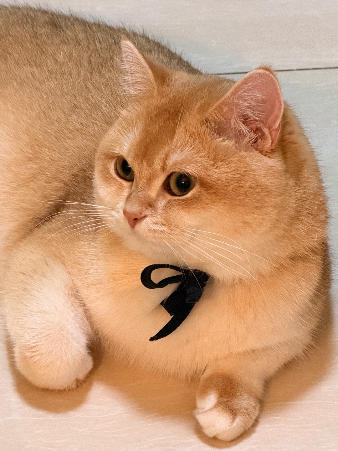 是不是觉得我软软哒～