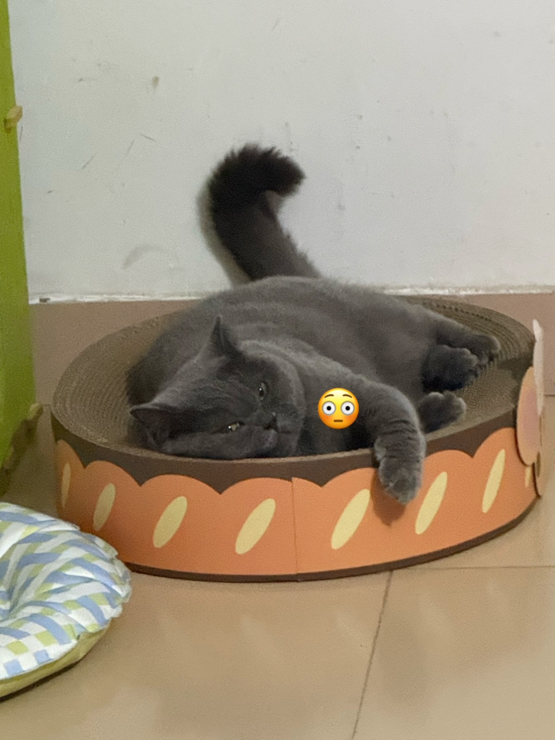 🐱猫窝装不下的胖主子