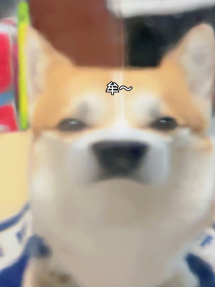 糟糕！养到像素风小狗了！