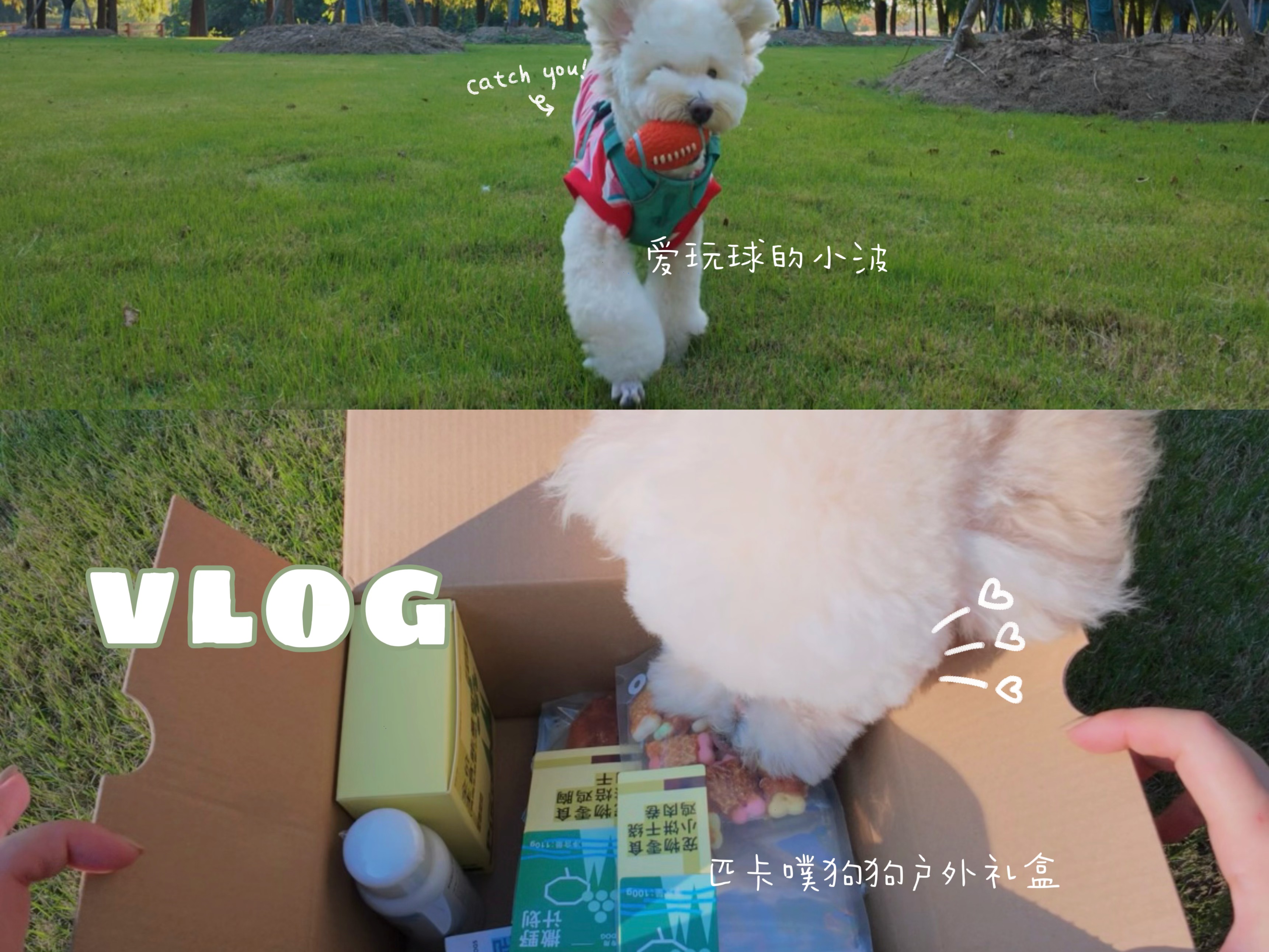 🎬vlog｜户外是小狗的精神保护区
