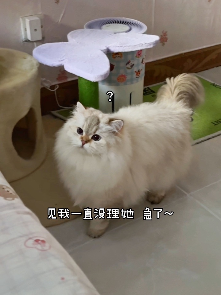 一定要听到最后，我已被嗲晕…