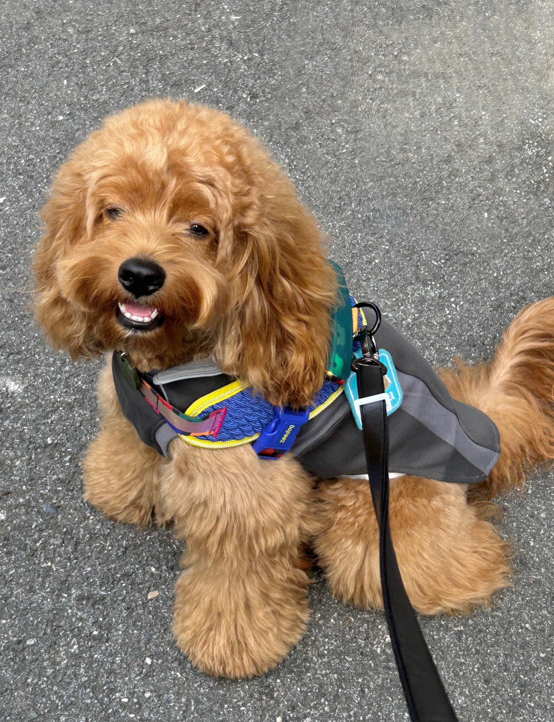 Cuca's Daily 水泥灰小狗🐾