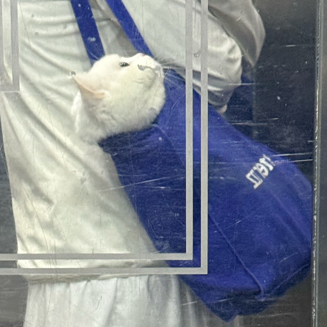 🐱蓝袋里的团子