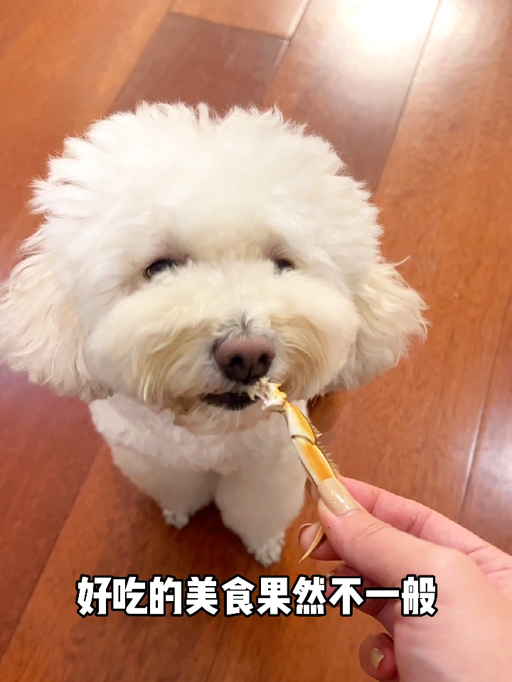 小狗美食家，今天鉴赏大闸蟹腿儿🦀️