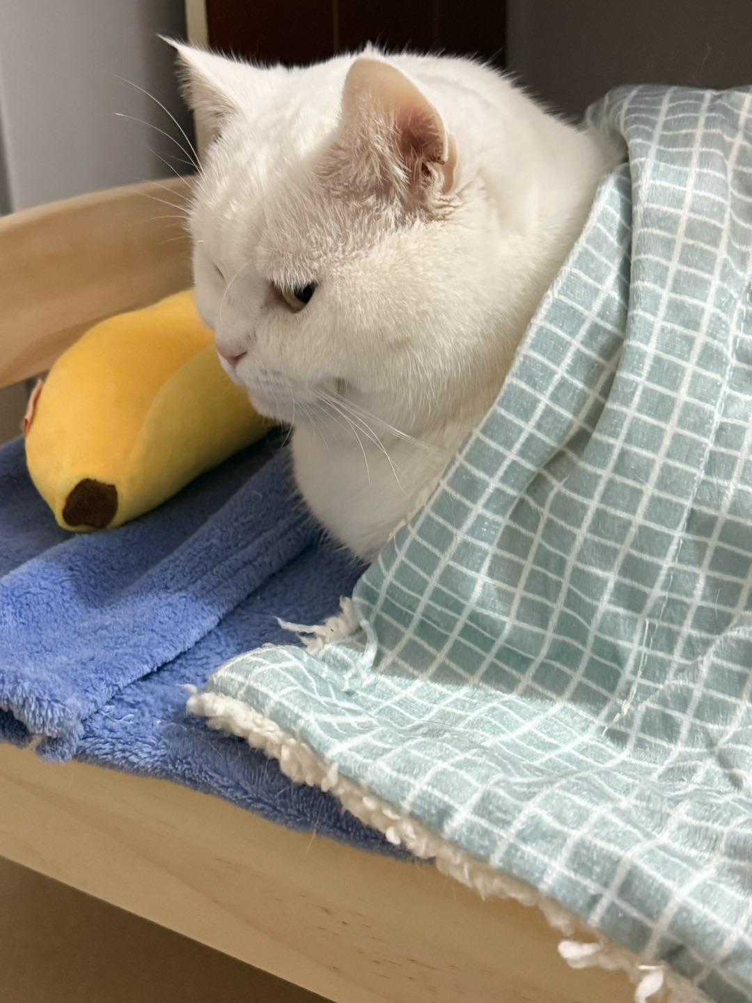 测评 | 实木宠物床🐱🛏️