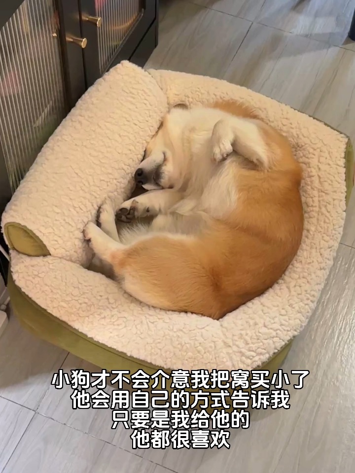 小狗会用自己的方式表达爱❤️