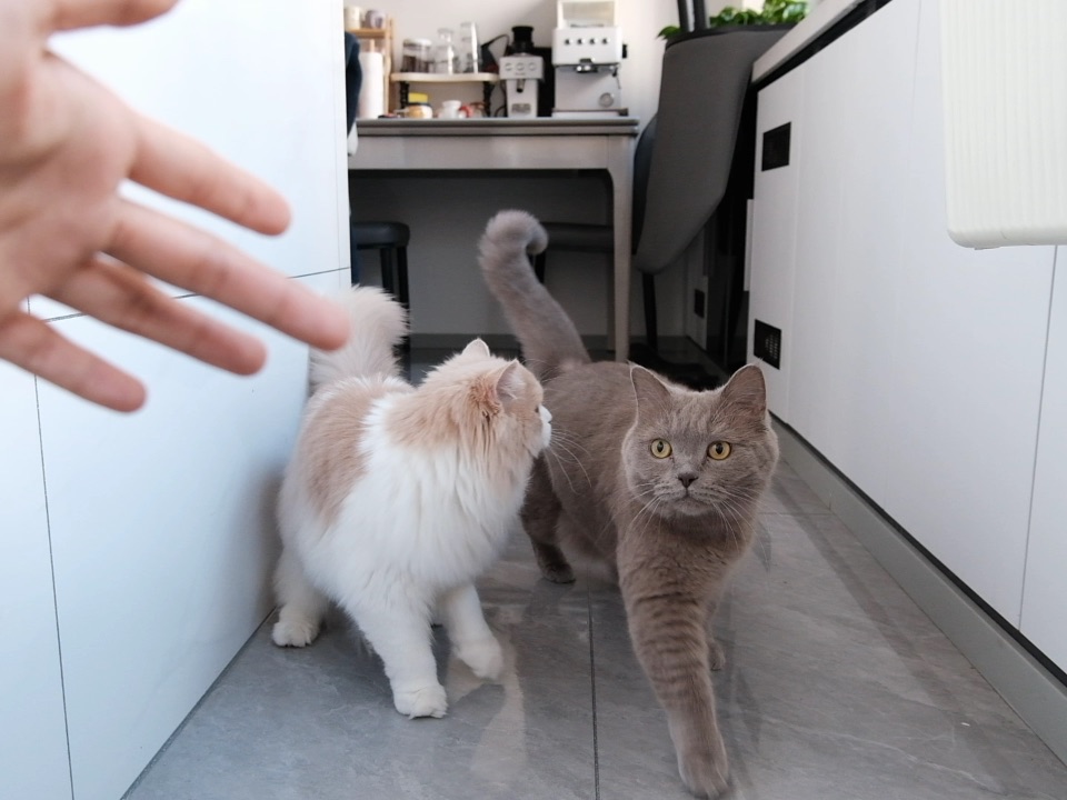 请叫我咪咪召唤师