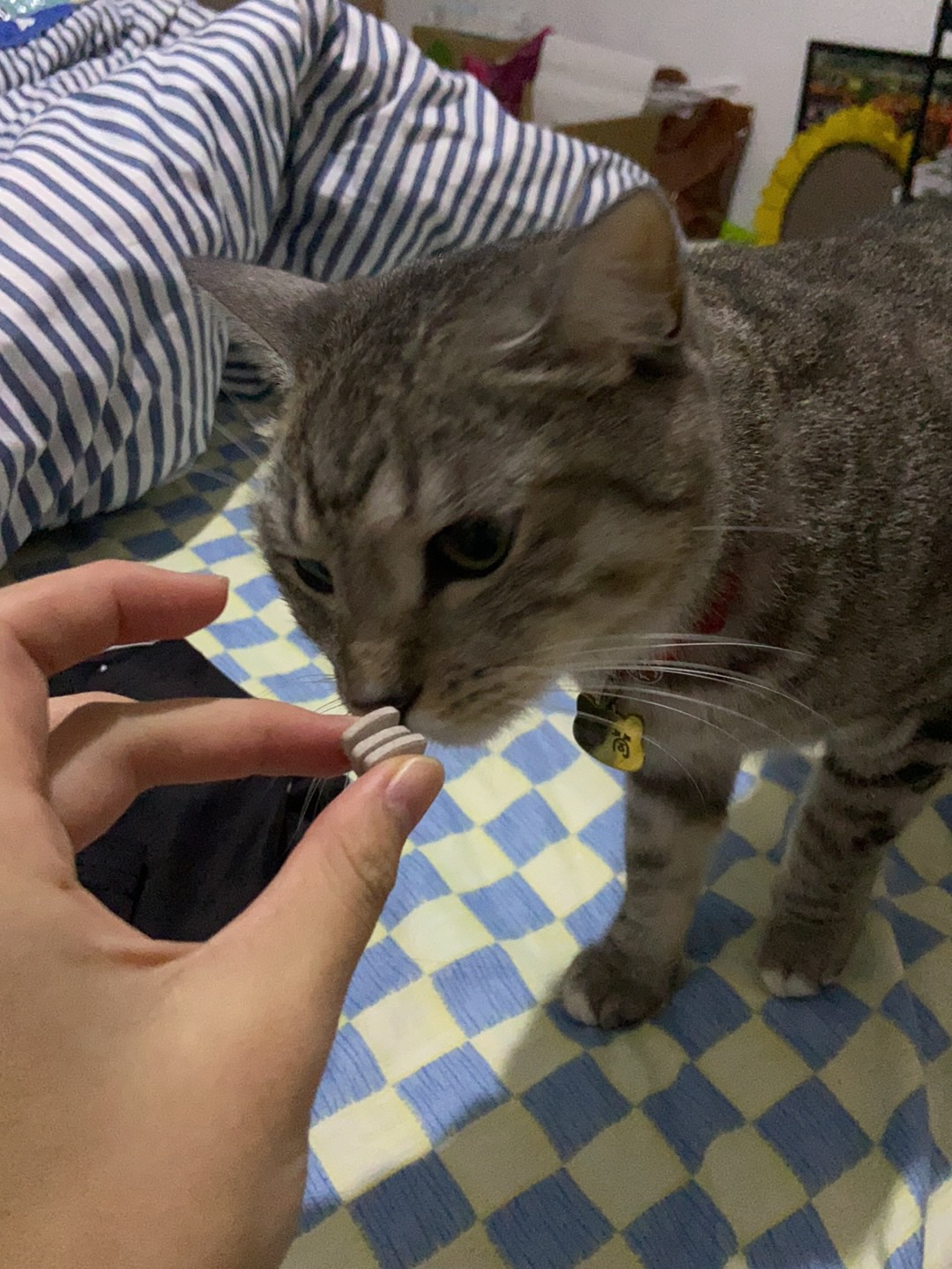 11.20 没事吃点消食健胃片