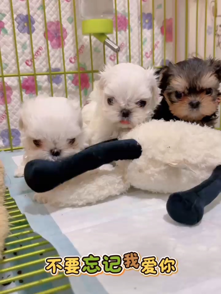 📕这是一首写给所有小狗的歌🎵