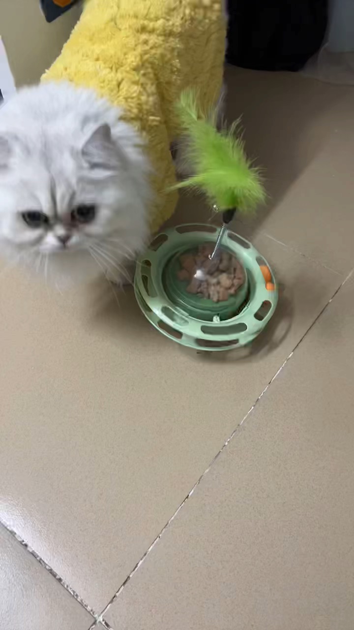 新玩具，谁为我发声，麦麦家冻干太大了，出不来