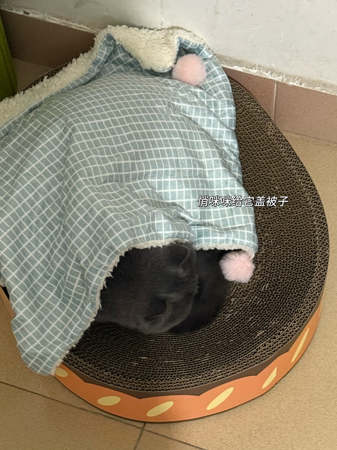 煤球猫的过冬姿势