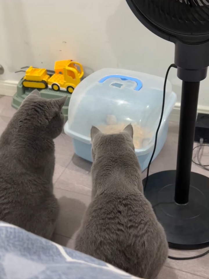 它两到底在干什么呢？