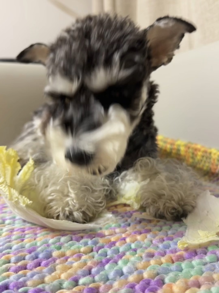 小狗怎么吃啥都是tree tree嘟