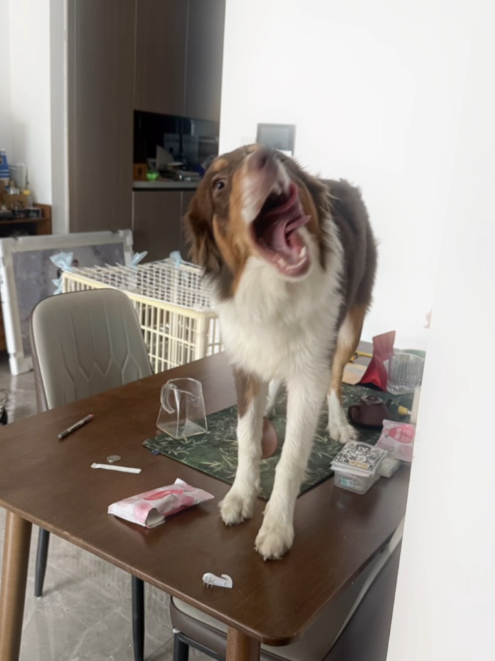 你不是猫！你怎么上的桌！