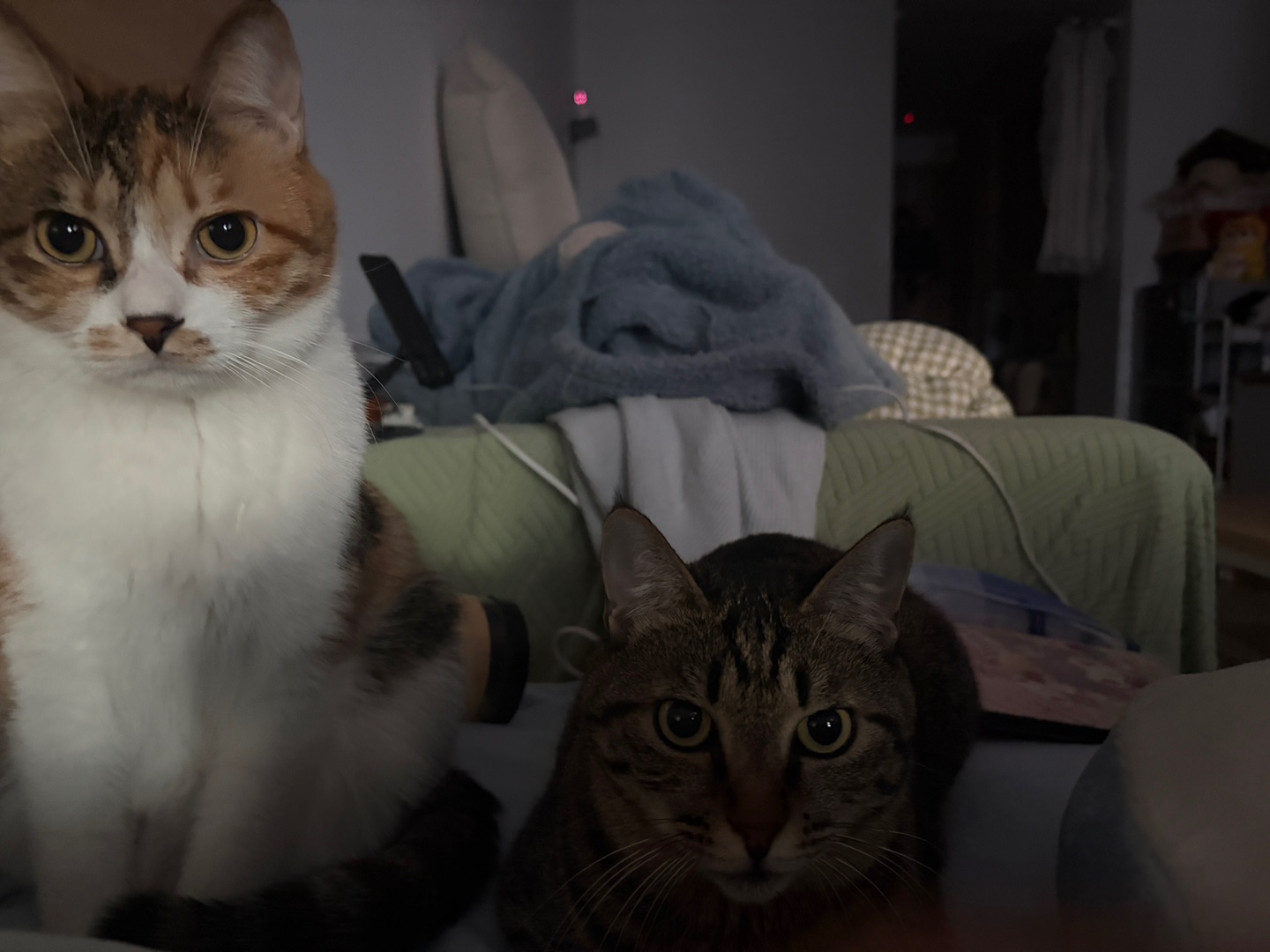 小猫的叫醒服务