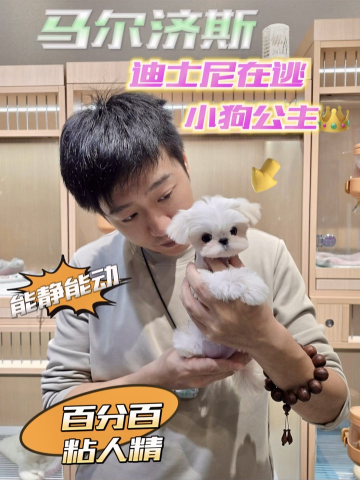 ❗️世界上怎么会有这种神仙狗狗的存在啊🥹