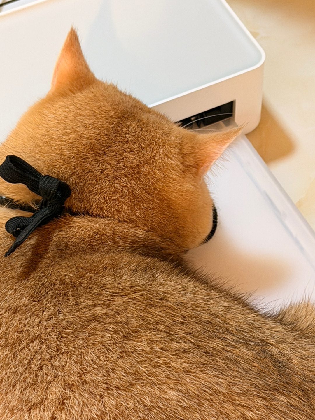 我又来选我的照片啦😻😻😻😻