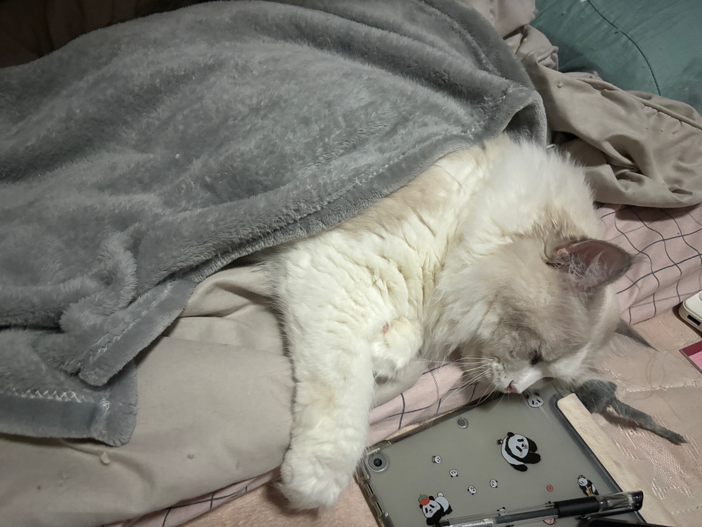 天冷了，盖被子睡觉吧21-1