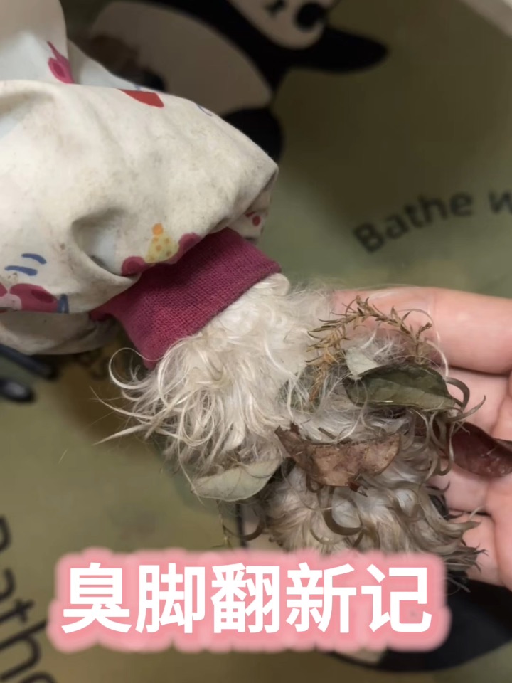 喜提十成新的小狗脚🐾