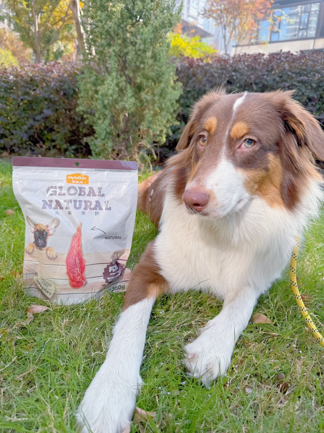 好吃不过小鸡🐤狗狗不能抵抗的味道👅
